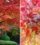 How to Plant a Maple Tree for Stunning Fall Color