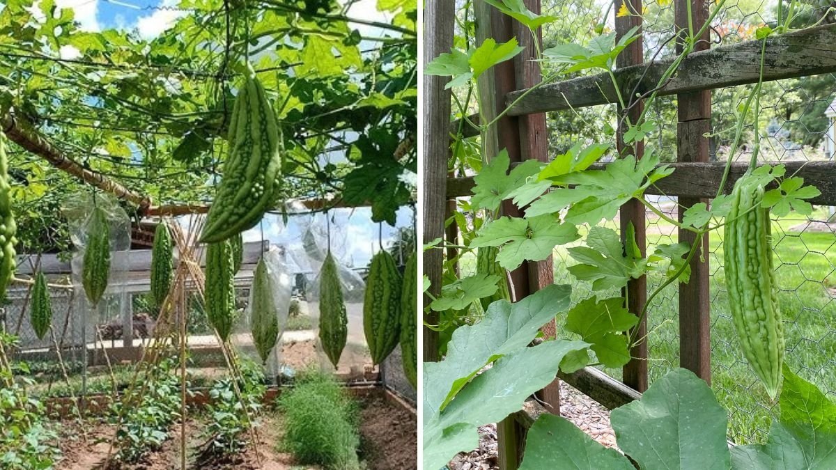 Bitter Melon The Superfood Americans Are Finally Discovering — Growing, Cooking, and Health Benefits Explained