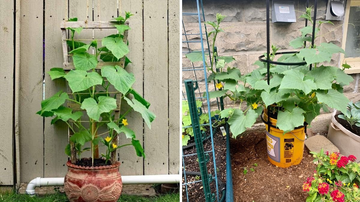 The Ultimate Guide to Growing Cucumbers in Your Backyard Tips, Varieties, and Harvest Secrets for Every American Gardener