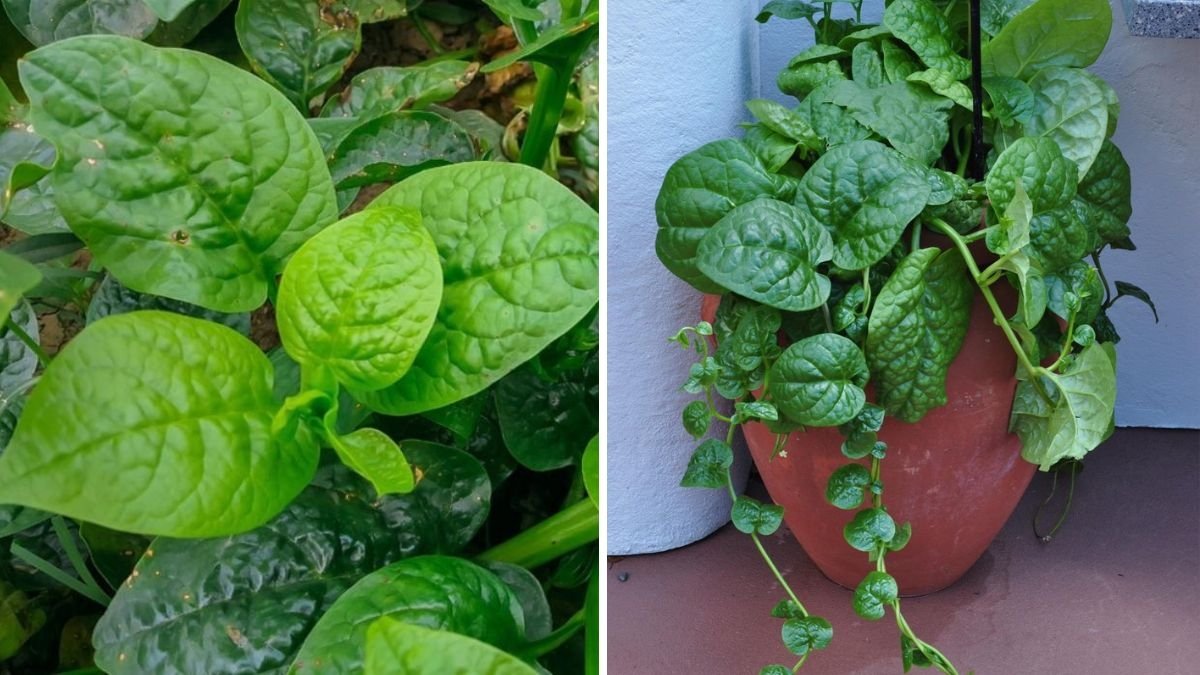 How to Grow Malabar Spinach in the USA A Complete Guide to Cultivating, Caring, and Harvesting This Tropical Green