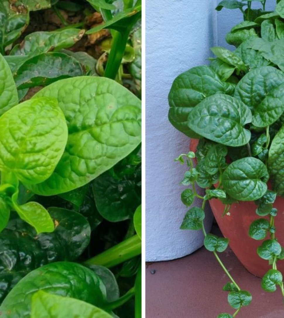 How to Grow Malabar Spinach in the USA A Complete Guide to Cultivating, Caring, and Harvesting This Tropical Green