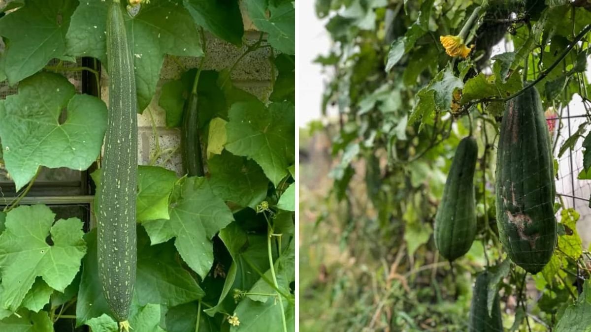 How to Grow Luffa in the USA The Ultimate Guide to Planting, Harvesting, and Making Natural Loofah Sponges