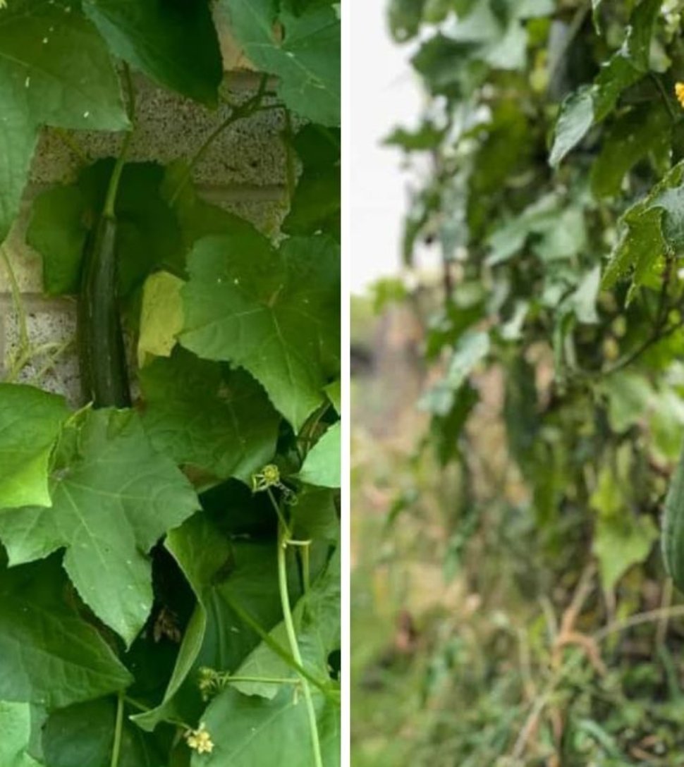 How to Grow Luffa in the USA The Ultimate Guide to Planting, Harvesting, and Making Natural Loofah Sponges