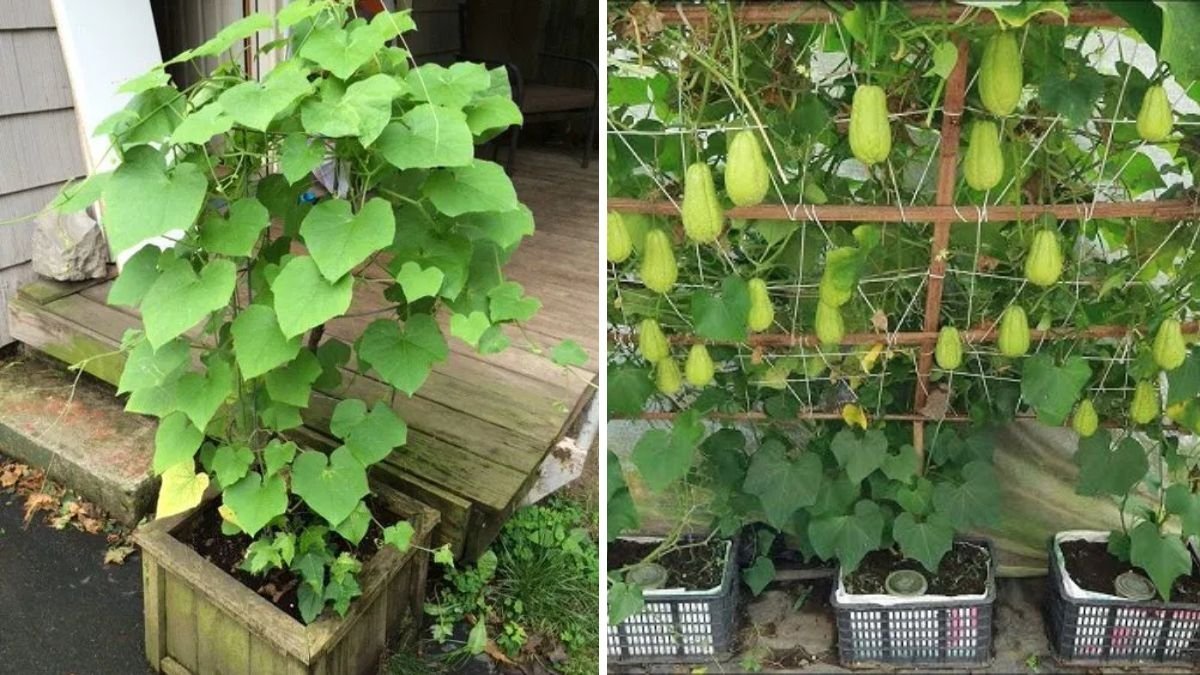 How to Grow Chayote in the USA The Complete Guide to Planting, Caring, and Harvesting This Tropical Super Veggie