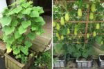 How to Grow Chayote in the USA The Complete Guide to Planting, Caring, and Harvesting This Tropical Super Veggie