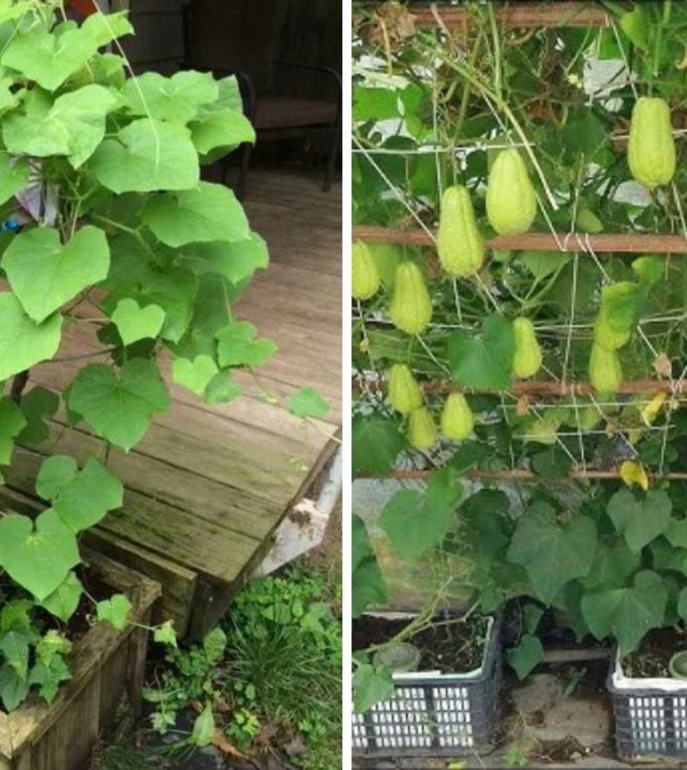 How to Grow Chayote in the USA The Complete Guide to Planting, Caring, and Harvesting This Tropical Super Veggie