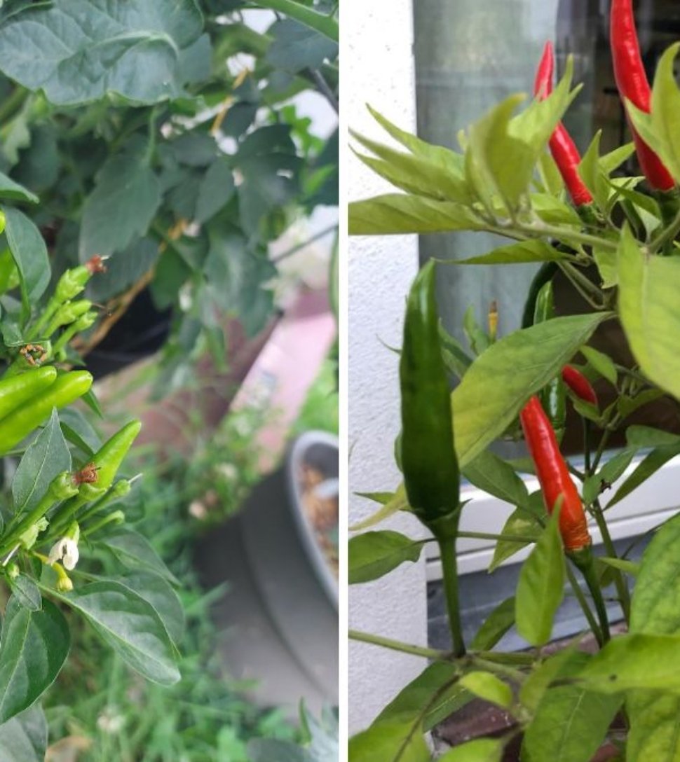 Thai Chili The Fiery Flavor That’s Spicing Up American Kitchens