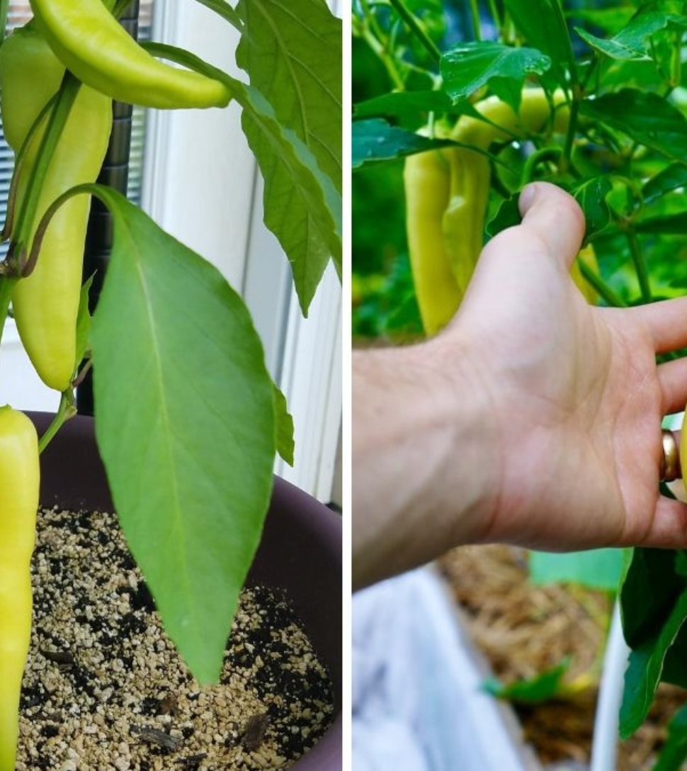 Banana Peppers The Sweet, Tangy, and Mildly Spicy Secret to America’s Favorite Dishes