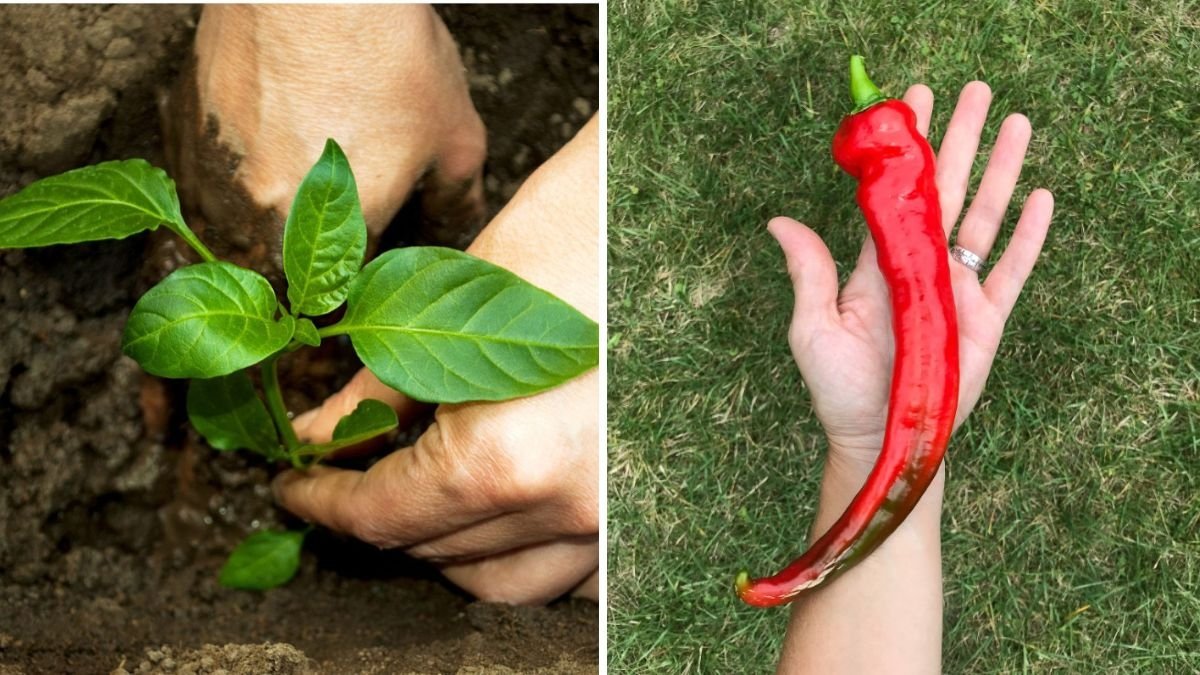 Cherry Peppers The Sweet, Spicy, and Vibrant Gem of American Kitchens and Gardens