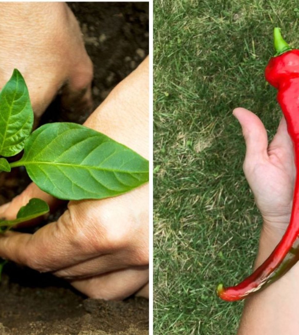 Cherry Peppers The Sweet, Spicy, and Vibrant Gem of American Kitchens and Gardens