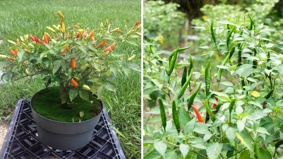 Tabasco Peppers The Fiery Flavor Behind America’s Favorite Hot Sauce