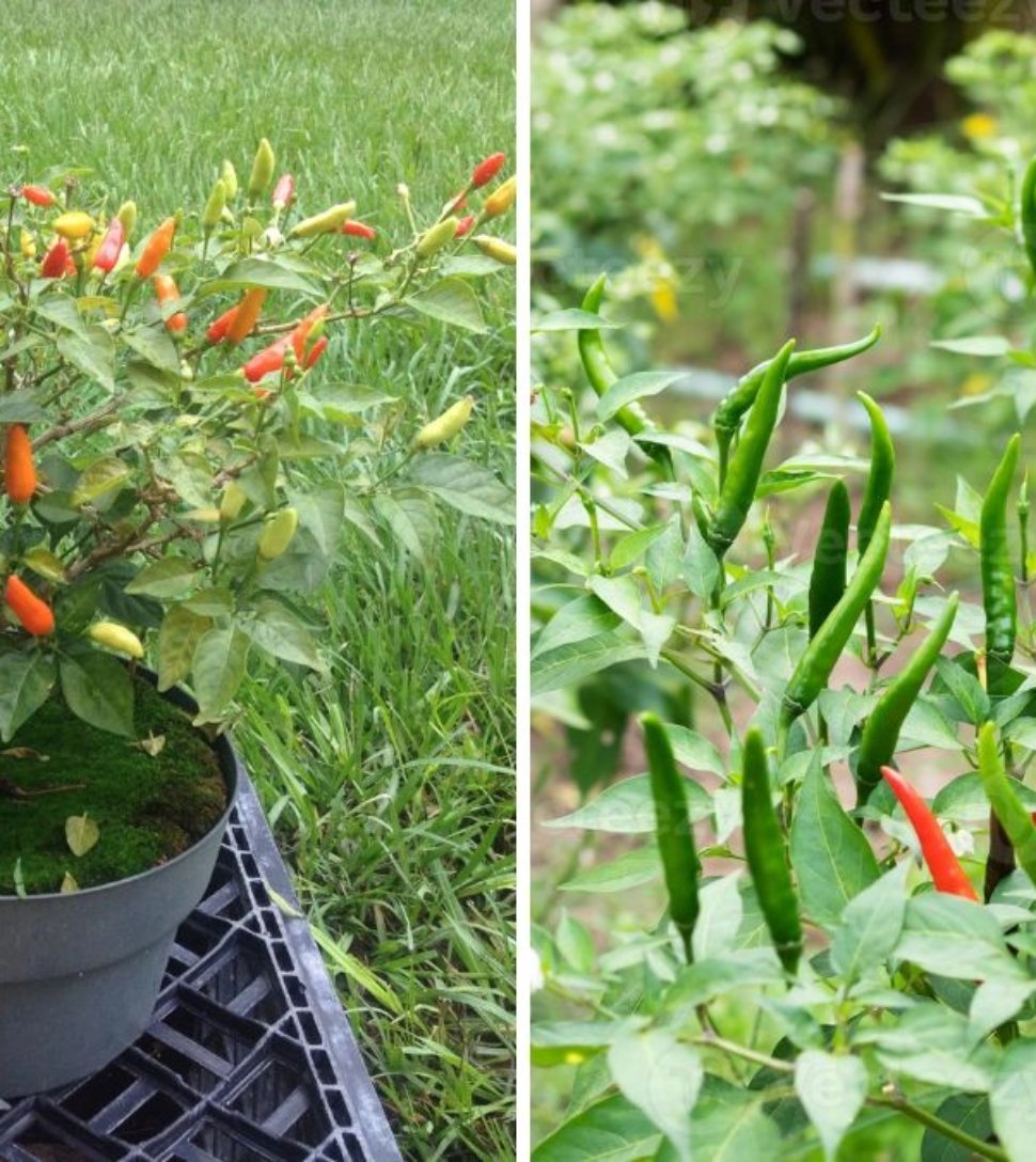 Tabasco Peppers The Fiery Flavor Behind America’s Favorite Hot Sauce