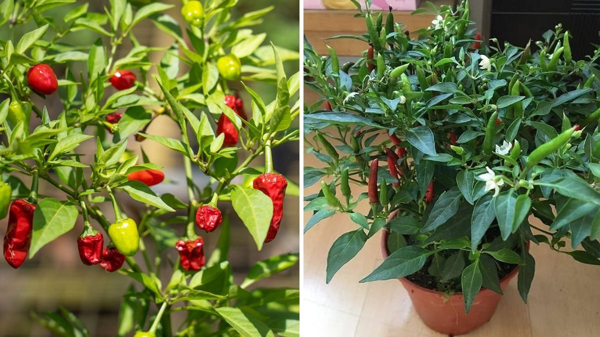 Bird’s Eye Chili The Fiery Little Pepper That Packs a Big American Kick