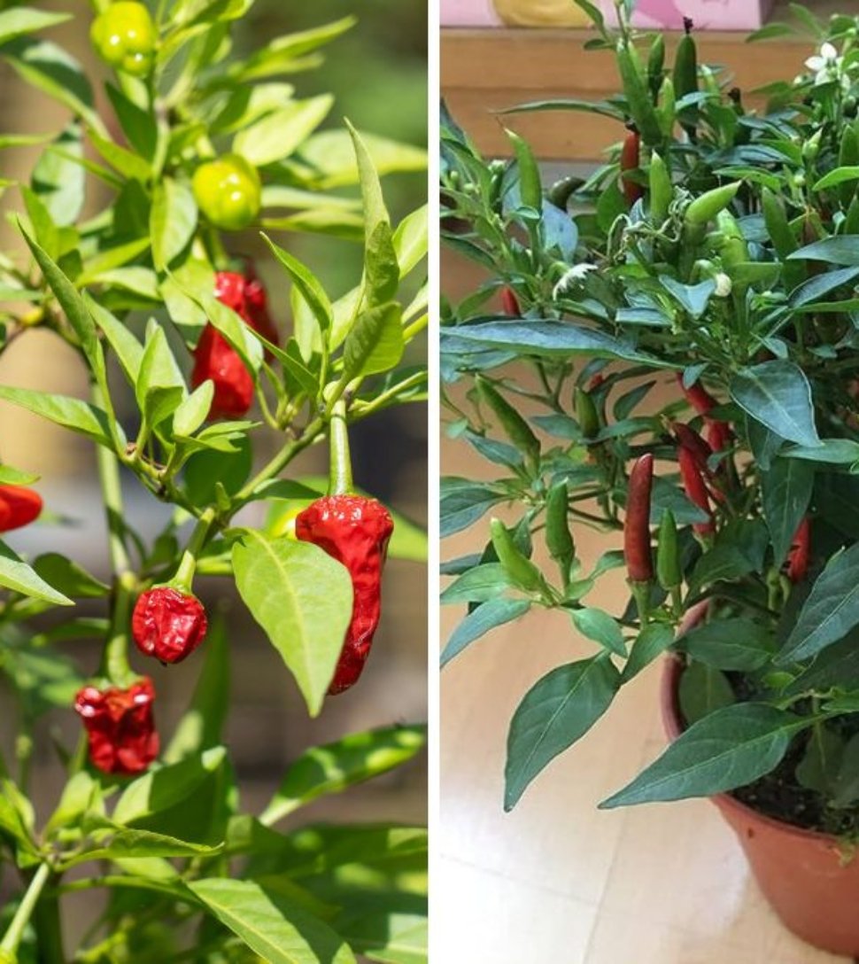 Bird’s Eye Chili The Fiery Little Pepper That Packs a Big American Kick