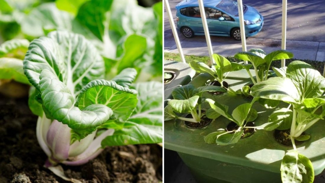 Bok Choy The Asian Supergreen Taking Over American Kitchens and Gardens