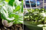 Bok Choy The Asian Supergreen Taking Over American Kitchens and Gardens