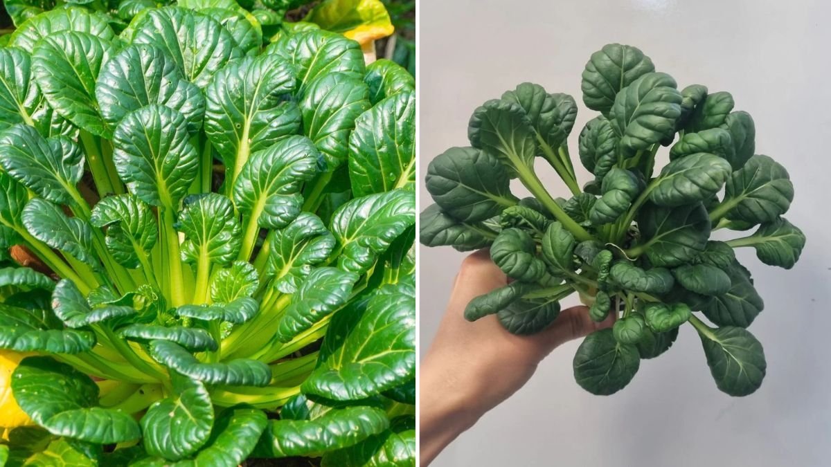 Tatsoi The Next Big American Supergreen You Need in Your Kitchen