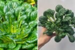 Tatsoi The Next Big American Supergreen You Need in Your Kitchen