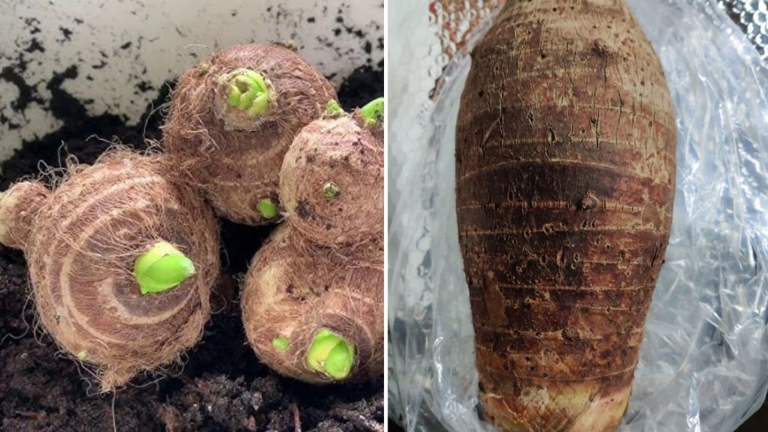 Malanga The Nutty Root Vegetable Taking Over American Kitchens