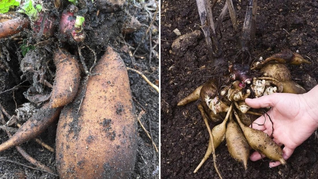 Yacon: The Naturally Sweet Superfood Root Winning Over American Health Enthusiasts