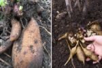 Yacon: The Naturally Sweet Superfood Root Winning Over American Health Enthusiasts