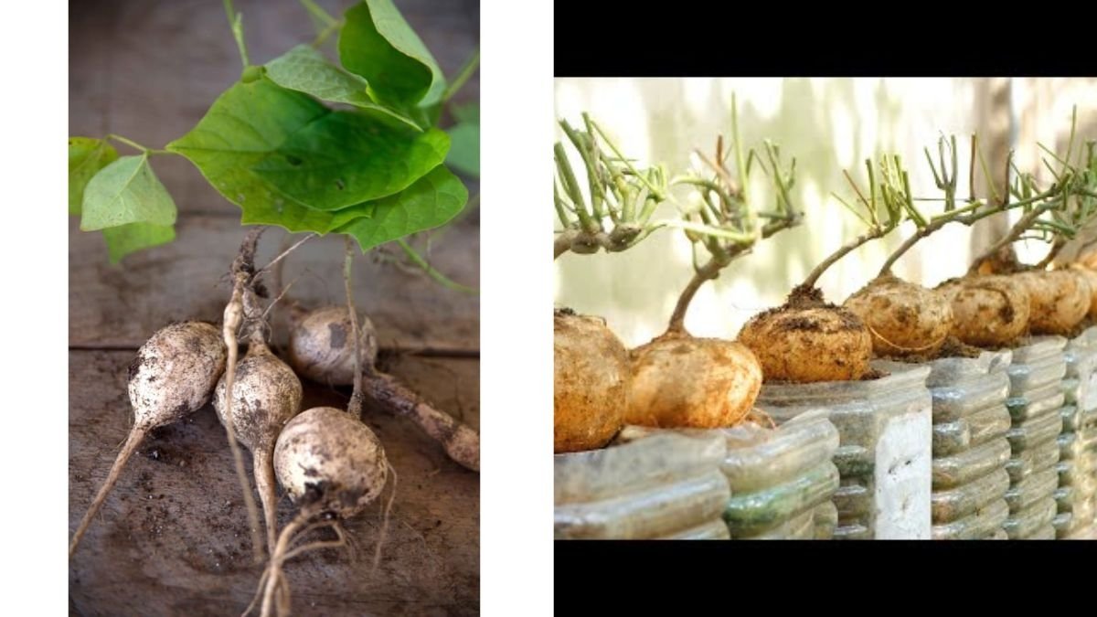 Jicama The Crunchy Mexican Superfood Taking Over American Kitchens