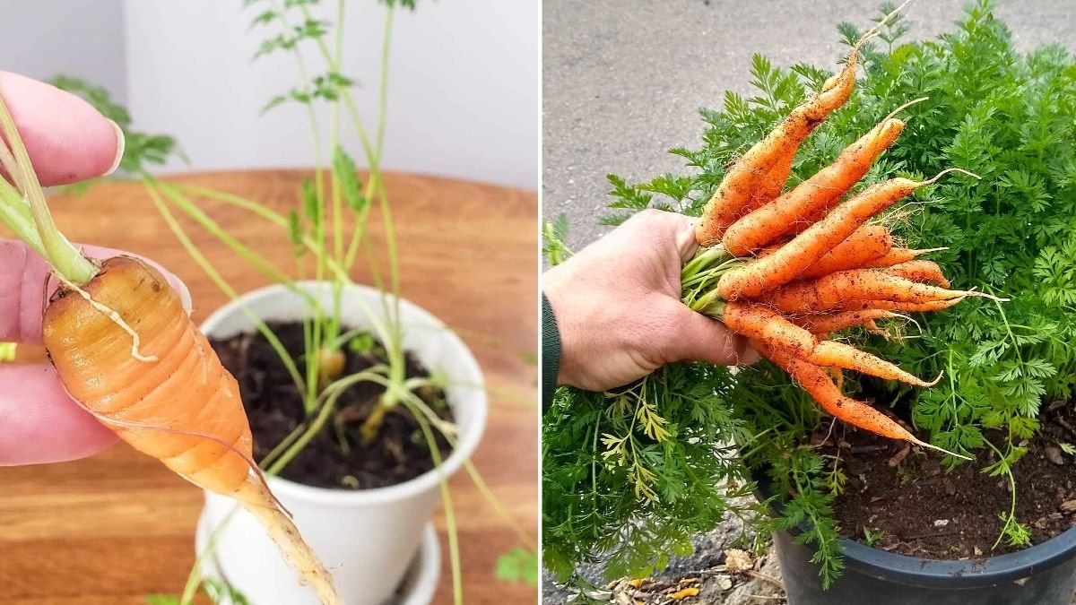 Winter Carrots America’s Sweetest Super Veggie for Cold-Weather Cooking and Nutrition