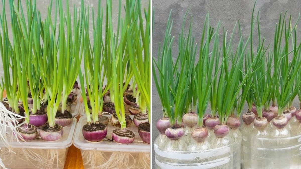 How to Grow Overwintering Onions A Complete Guide to Strong, Flavorful Bulbs for Spring Harvest