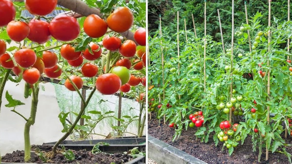 The Ultimate Guide to Growing Juicy Tomatoes Tips for a Flavorful Harvest in Every American Garden