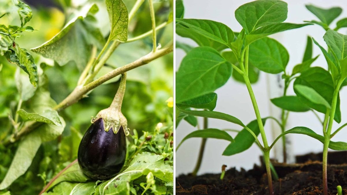 Growing Eggplants Like a Pro 7 Essential Tips for a Flavorful and Bountiful Harvest