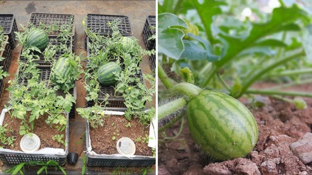 The Juicy Secret of Summer Everything You Need to Know About Watermelons, America’s Favorite Refreshing Fruit