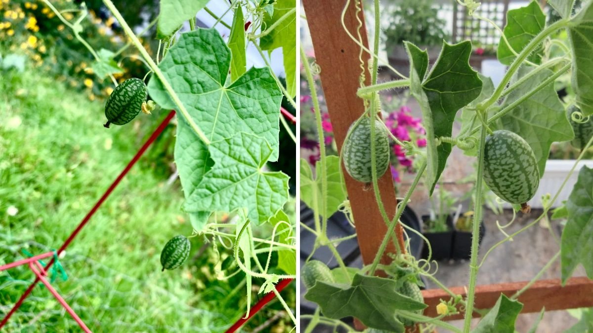 Cucamelons The Tiny Watermelon-Lookalikes Taking Over American Gardens and Kitchens
