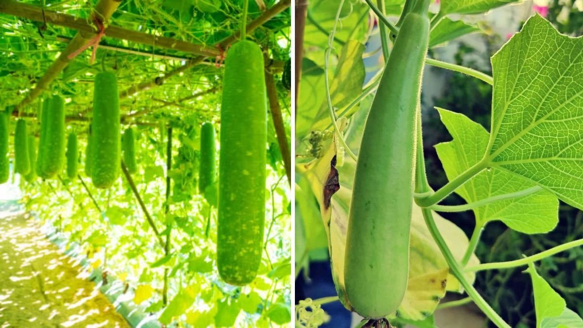 Bottle Gourds The Hidden American Superfood You Need in Your Garden and Kitchen