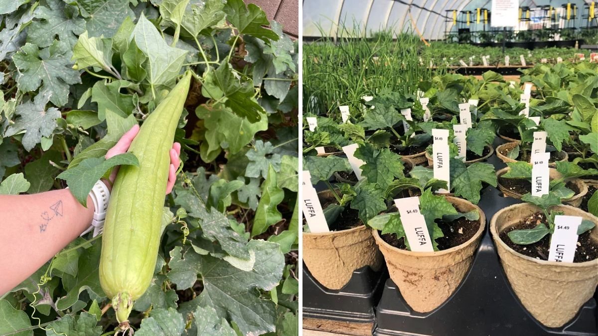 Luffa The Sustainable Superplant Taking Over American Gardens — Benefits, Growing Tips, and Eco-Friendly Uses