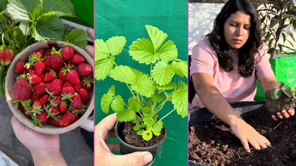 Growing Strawberries at Home By Shalini Kapruwan (Beginner’s Guide from 5+ Years Experience)