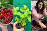 Growing Strawberries at Home By Shalini Kapruwan (Beginner’s Guide from 5+ Years Experience)