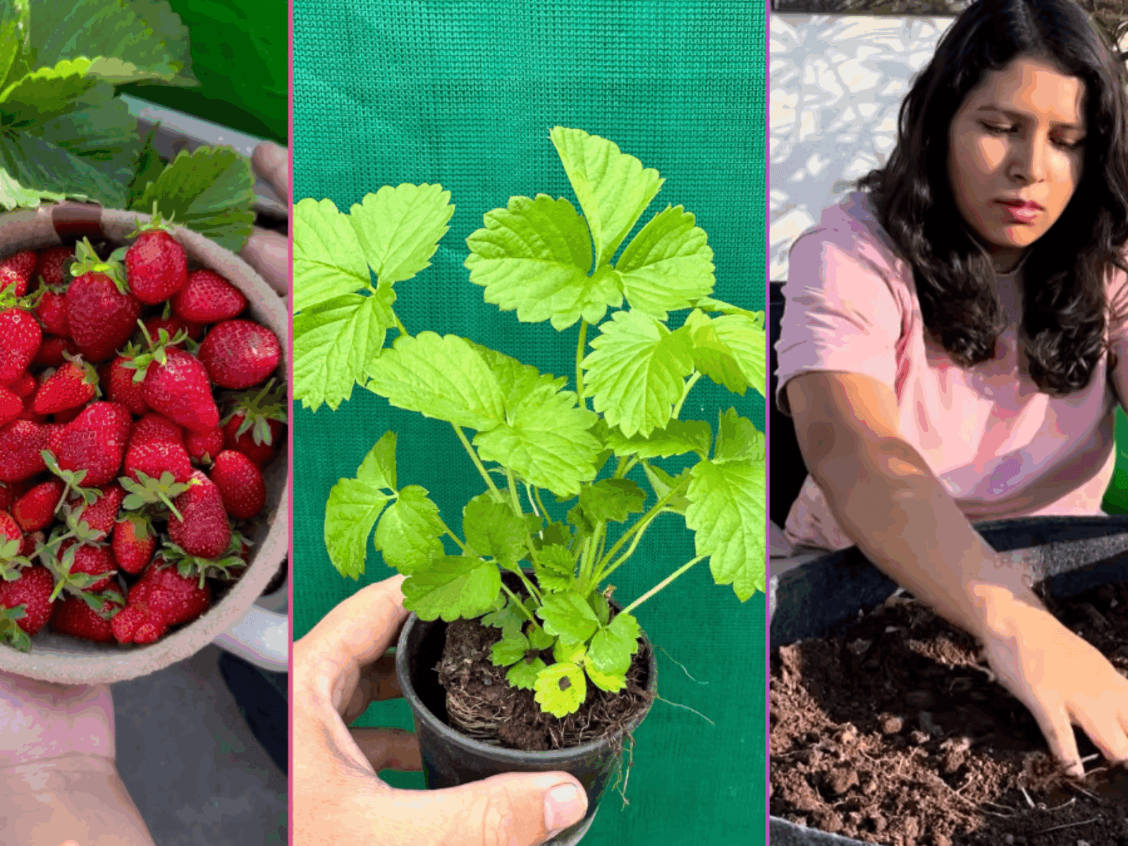Growing Strawberries at Home By Shalini Kapruwan (Beginner’s Guide from 5+ Years Experience)