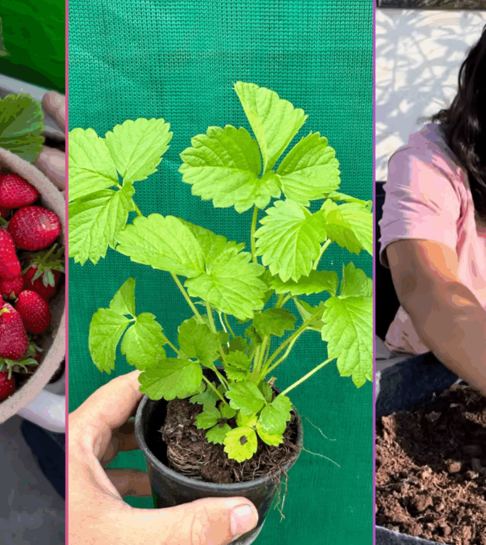 Growing Strawberries at Home By Shalini Kapruwan (Beginner’s Guide from 5+ Years Experience)