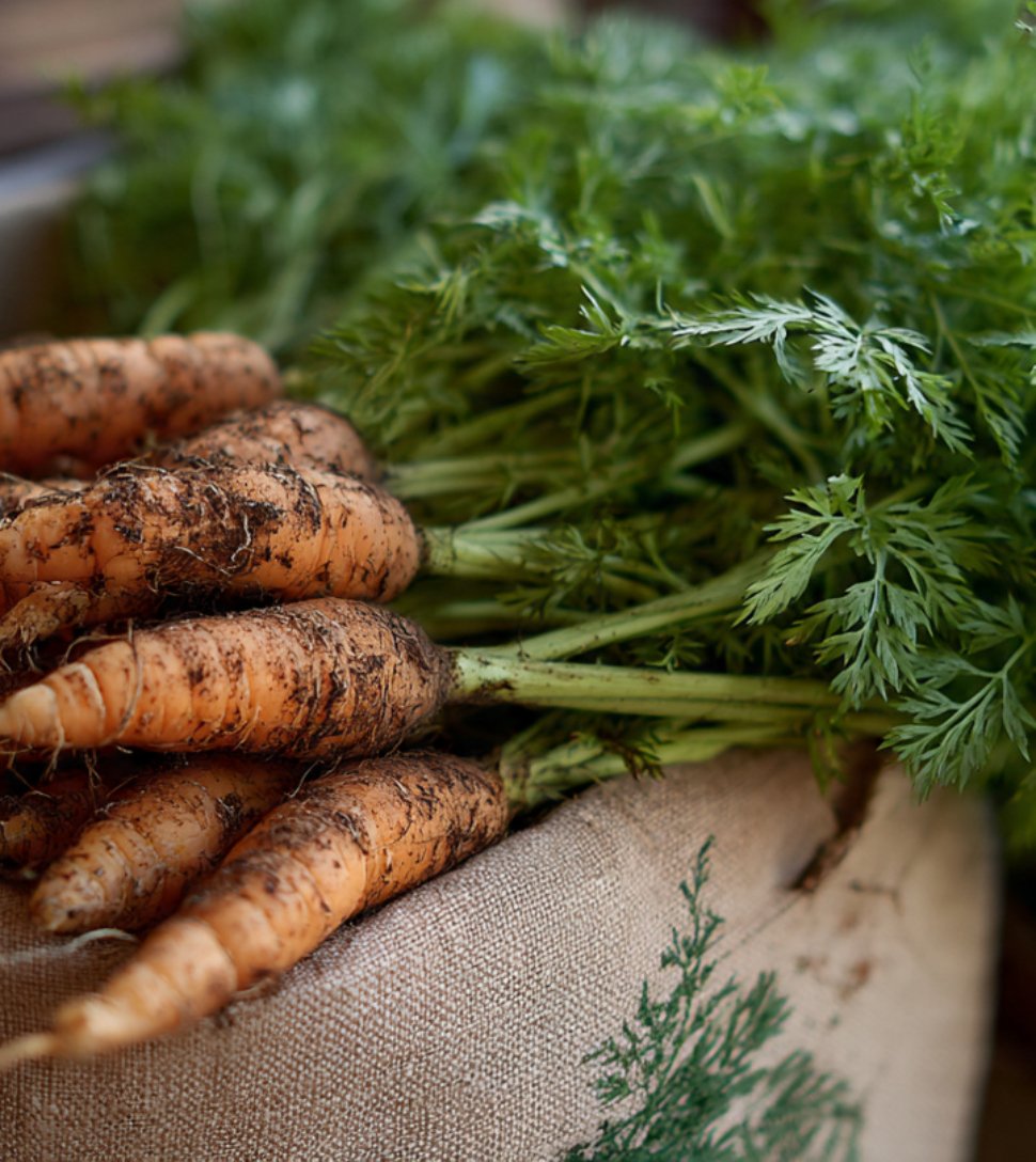 How to Grow Carrots at Home: Carrot Types, Benefits, Nutrition, Juice & Recipe Ideas