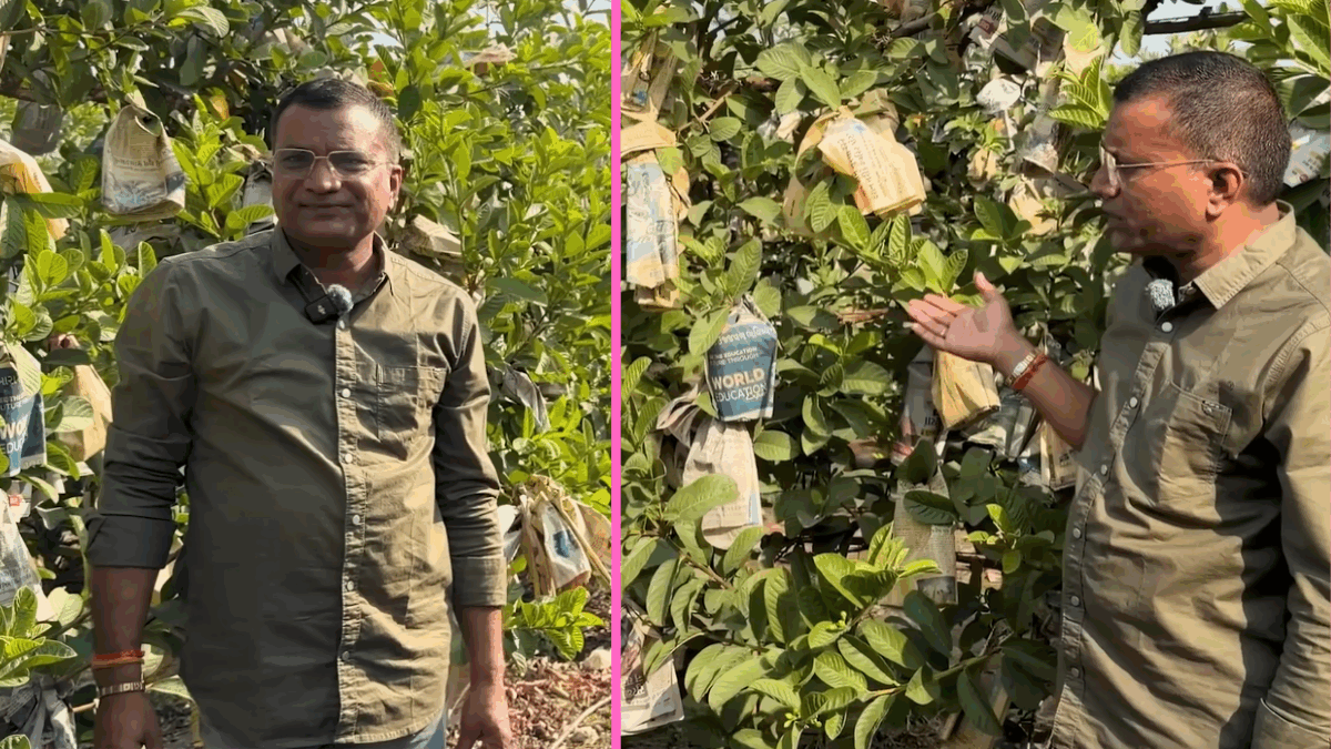 This Farmer Earns ₹5 Lakh Per Acre From Guava Using a Trellis System, Harvesting for 6 Months Straight
