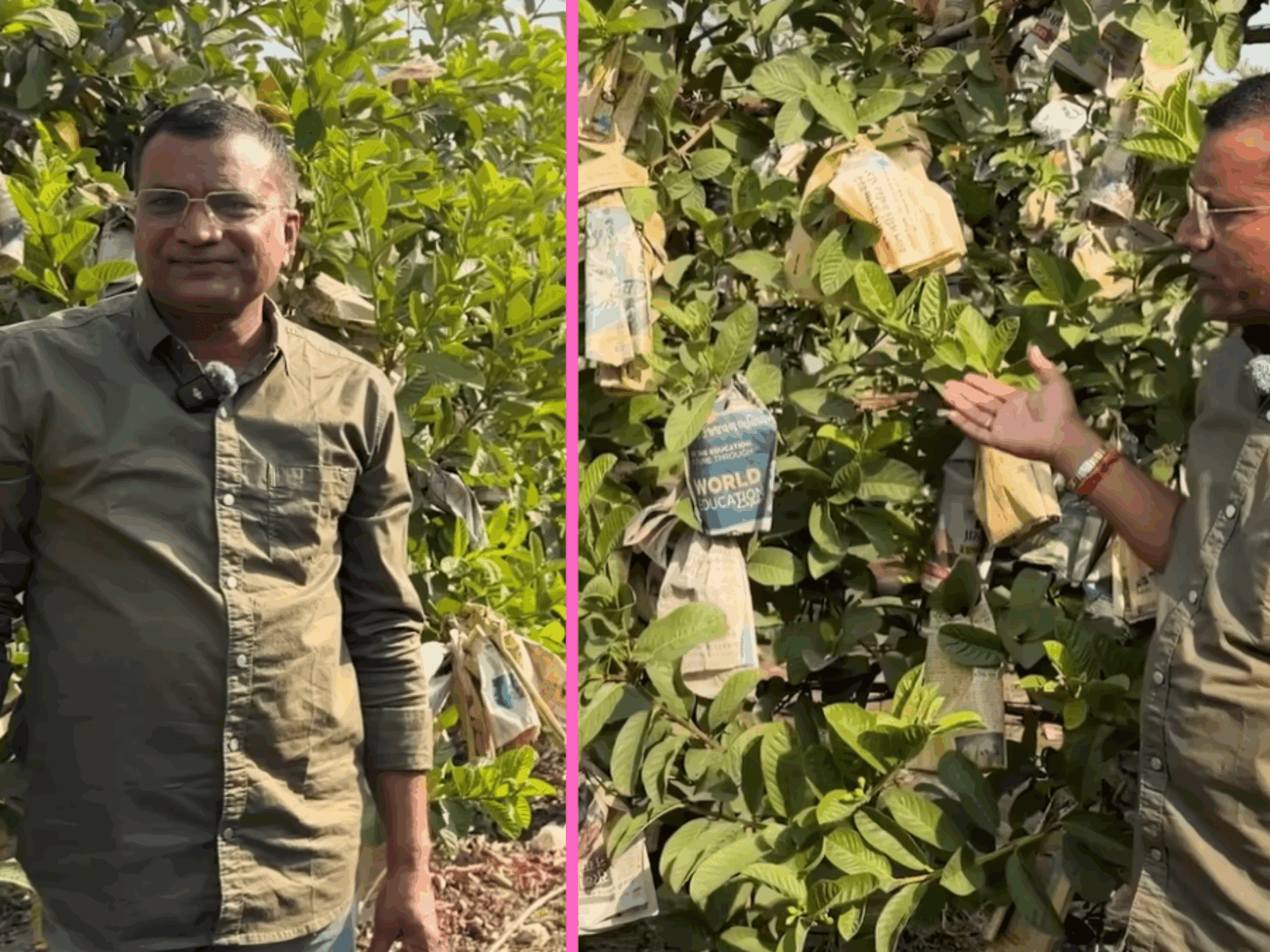 This Farmer Earns ₹5 Lakh Per Acre From Guava Using a Trellis System, Harvesting for 6 Months Straight
