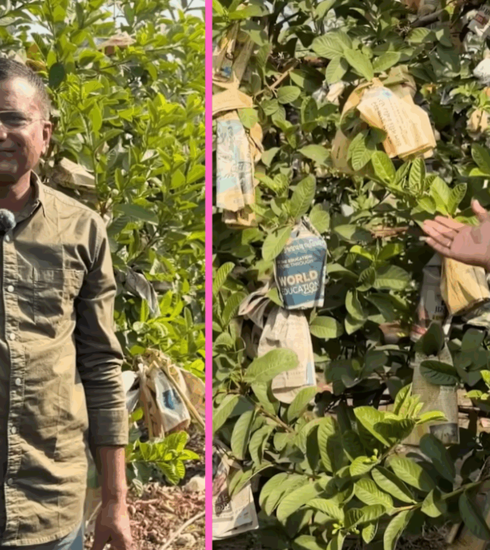 This Farmer Earns ₹5 Lakh Per Acre From Guava Using a Trellis System, Harvesting for 6 Months Straight